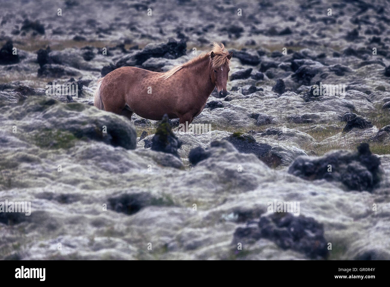 Un caballo islandés en un campo de lava Foto de stock