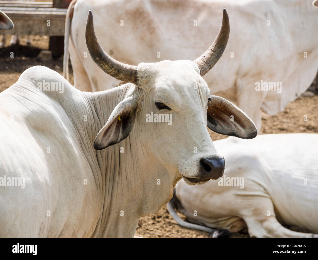 Buey cornudo fotografías e imágenes de alta resolución - Alamy