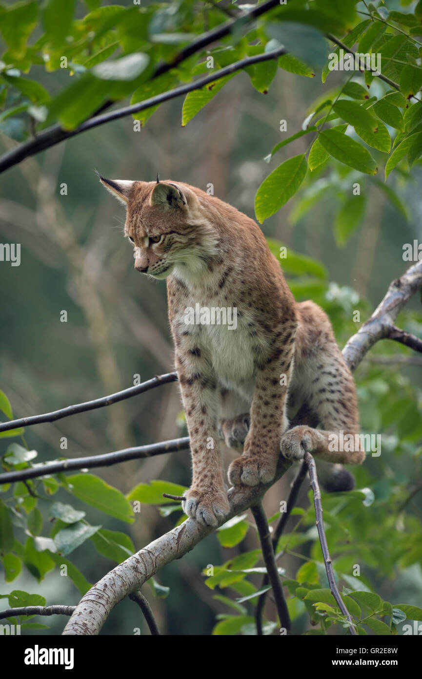Lince euroasiático / Eurasischer Luchs ( Lynx lynx ), adulto, sentado en un arbusto o un árbol, observando sth. debajo de él. Foto de stock