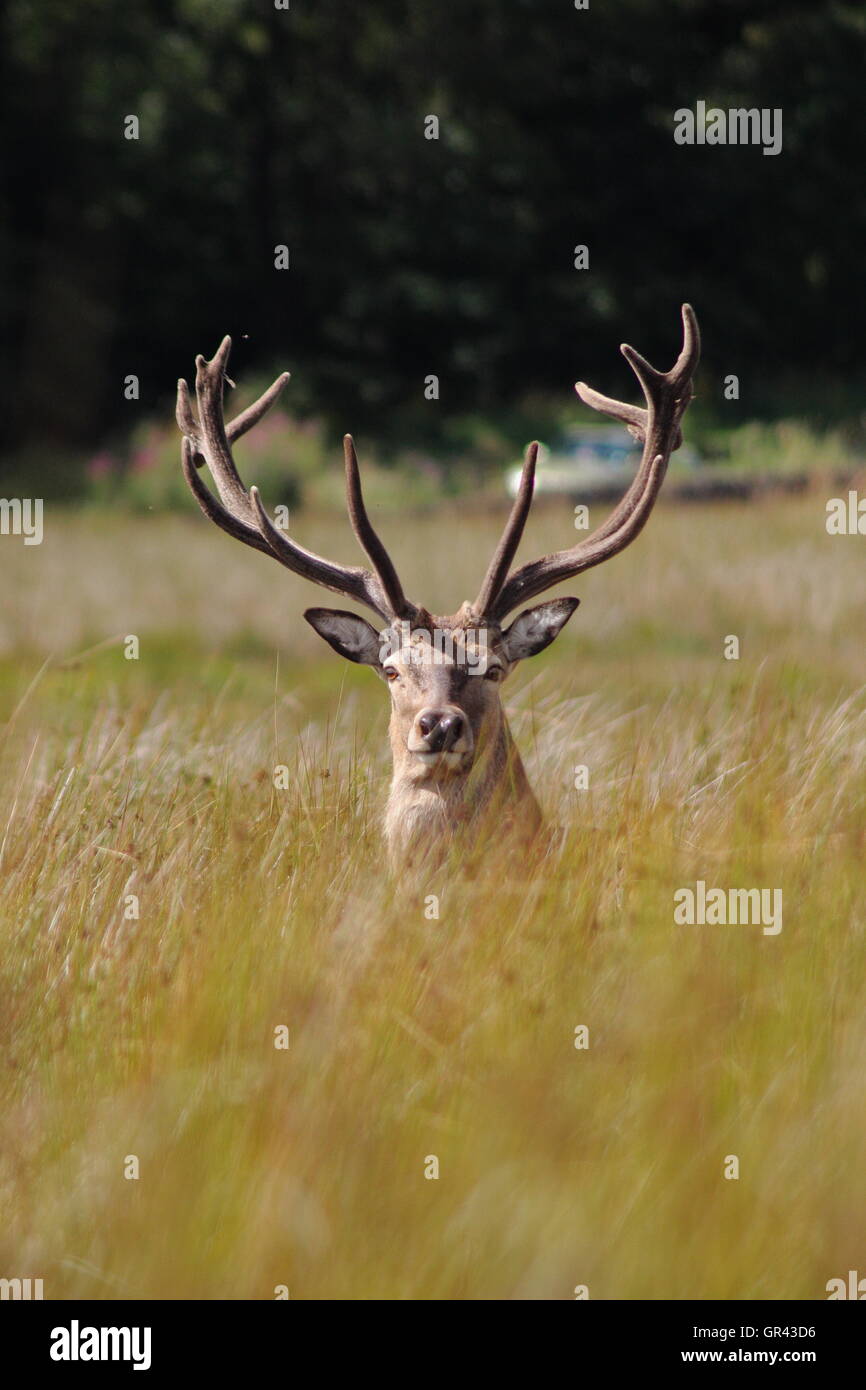 El ciervo el ciervo colorado (Cervus elaphus) con terciopelo cornamenta en las praderas abiertas en los páramos orientales cerca de Sheffield, Reino Unido. Foto de stock