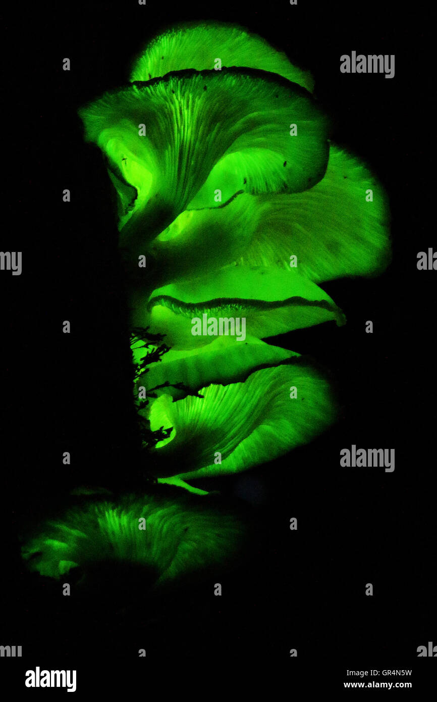 Un cúmulo de glowing toadstools bioluminiscente. Foto de stock