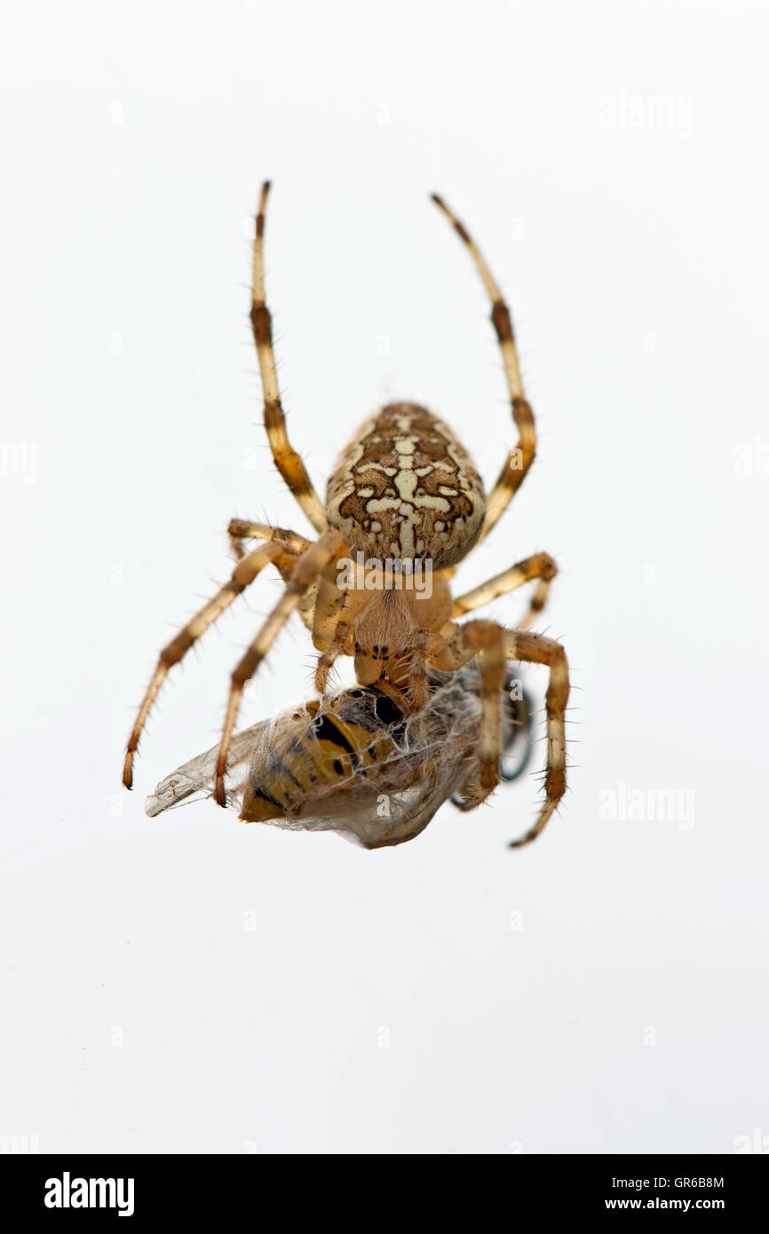 Unión araña de jardín, Araneus diadematus, en su web con la avispa presa en un capullo de seda Foto de stock