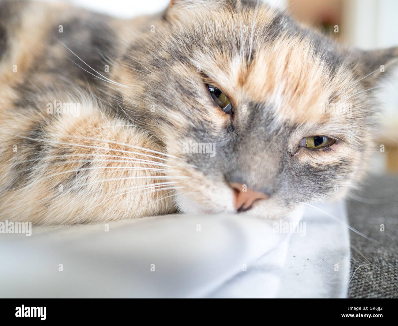 Un gato tumbado en una silla medio dormido. Foto de stock