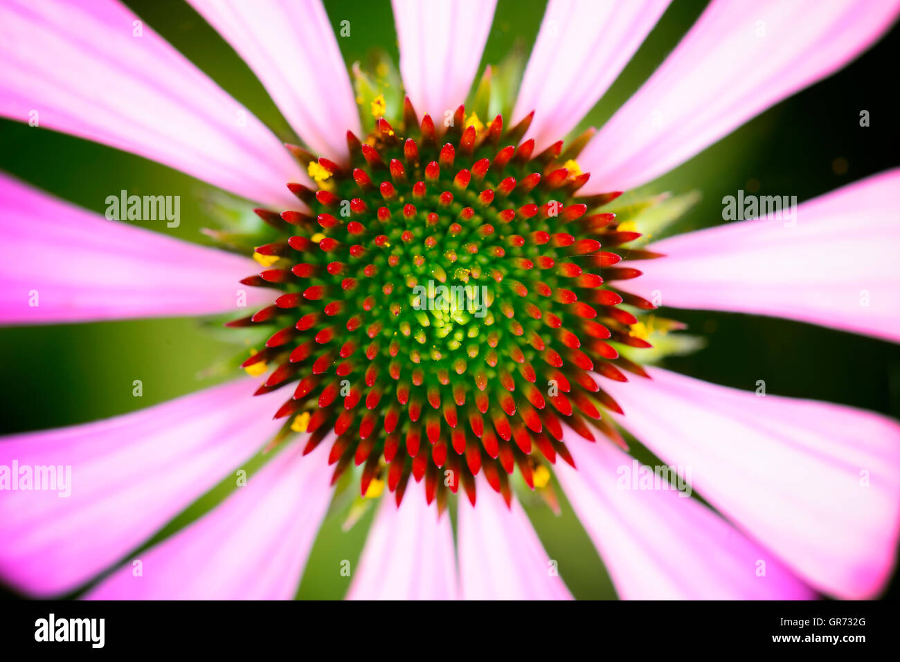 Coneflower púrpura, Echinacea purpurea Foto de stock