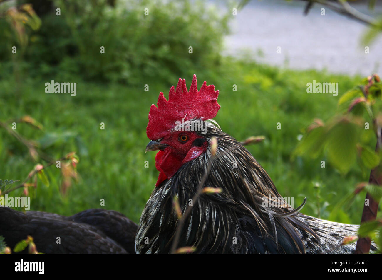 Rooster Foto de stock