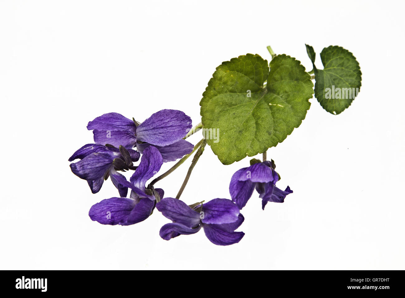 El Violeta es conocido por su fragancia maravillosa Fotografía de stock -  Alamy