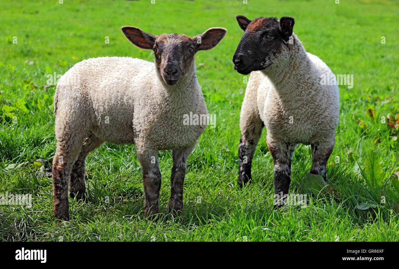 En Escocia, dos jóvenes ovejas, corderos con cabezas negras Foto de stock