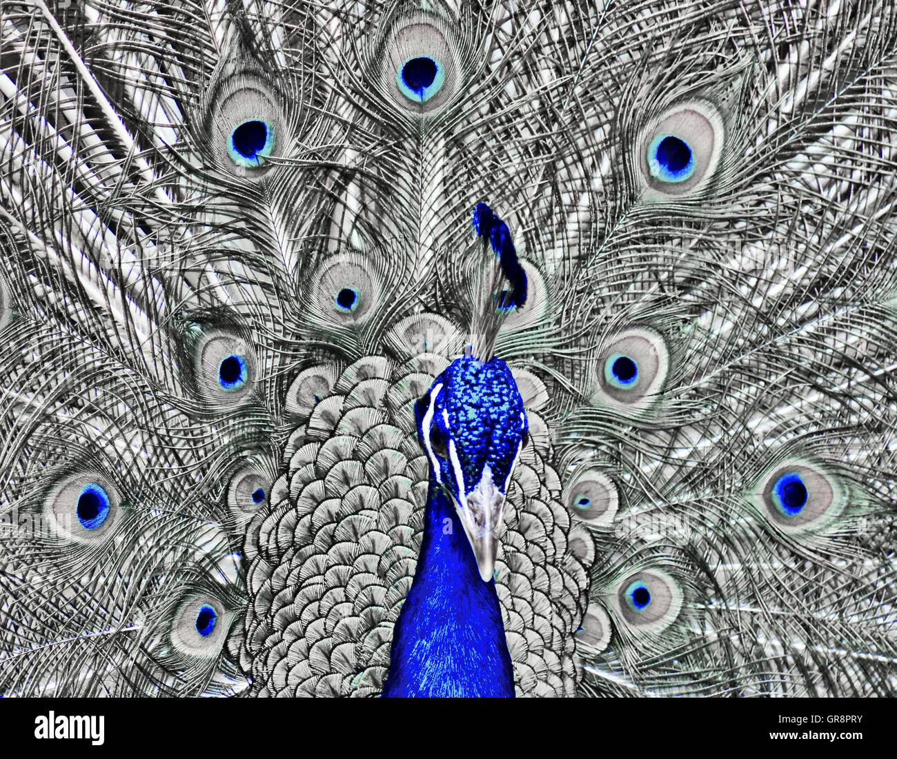Fotomontaje Peacock Pavo cristatus Foto de stock