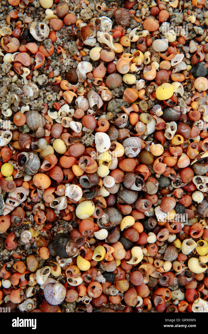 Colorido vacío caracoles de mar con marea baja. Foto de stock