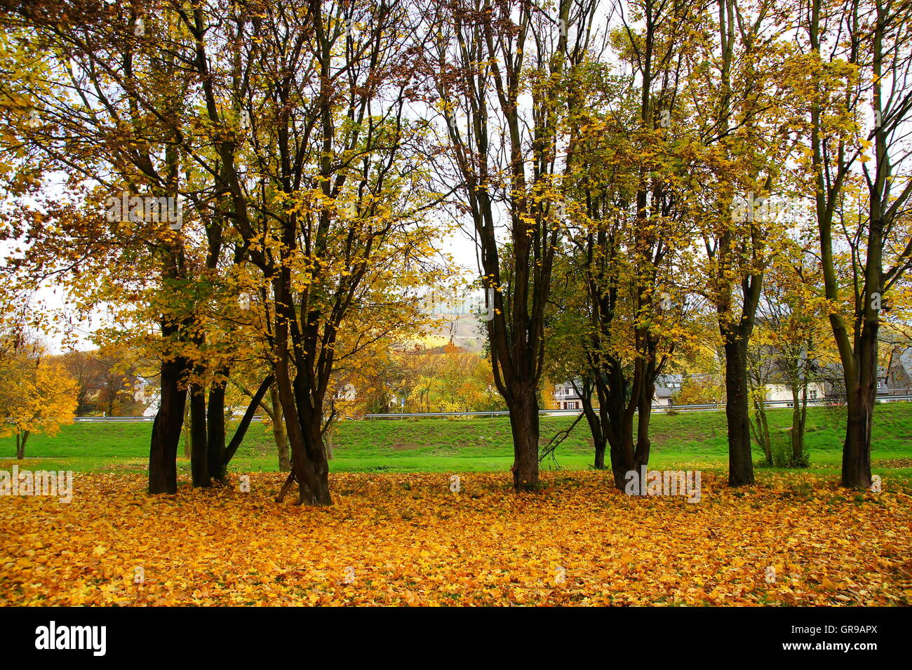 Grupo de árboles y abundante follaje de otoño en Enkirch en Mosela Foto de stock