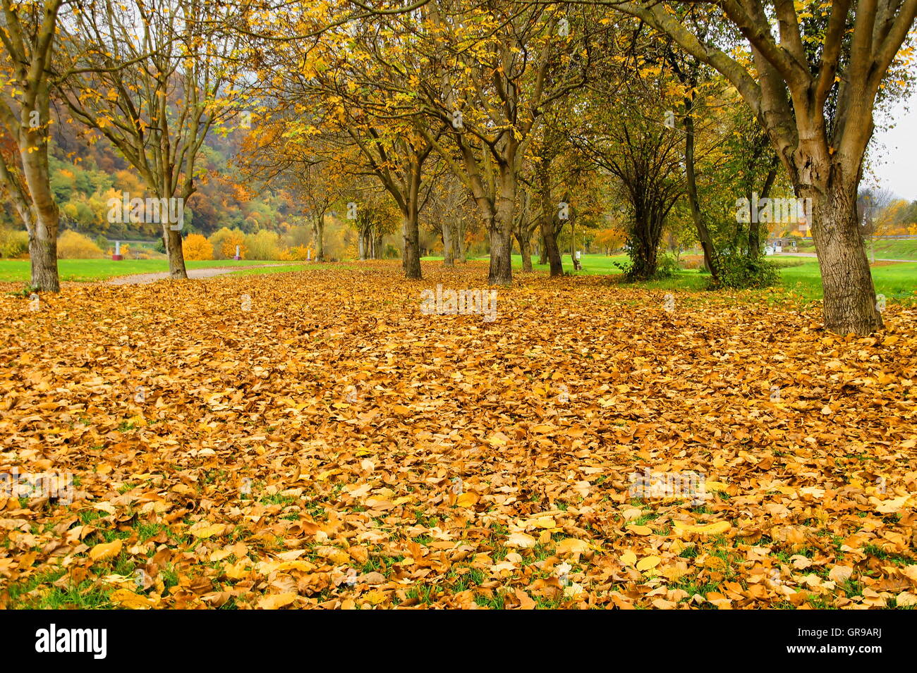 Grupo de árboles y abundante follaje de otoño en Enkirch en Mosela Foto de stock