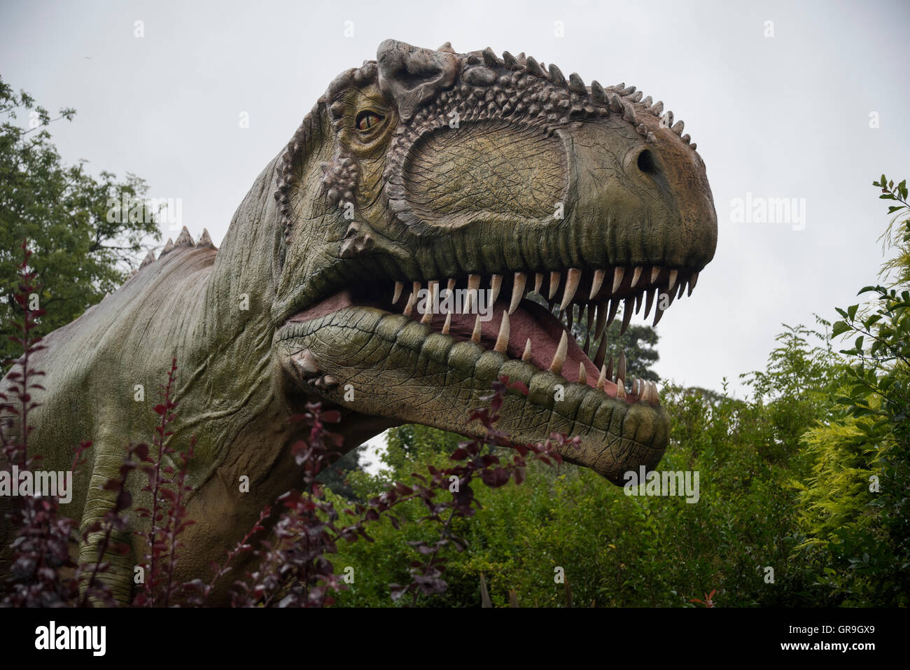 Gigantosaurus dinosaurio en el Zoológico de Chester, Cheshire, Reino Unido Foto de stock