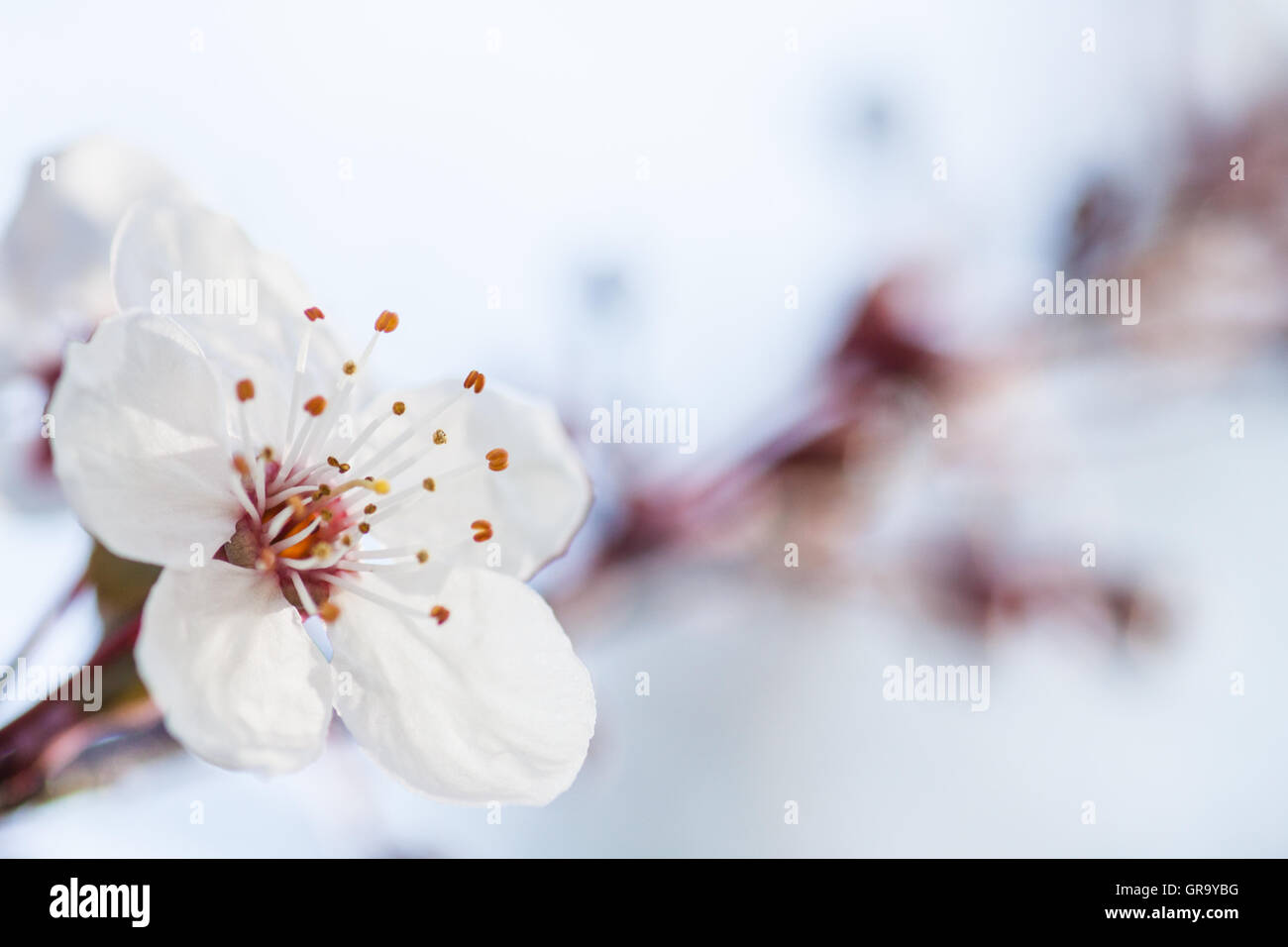 Flor de Cerezo en Flor Fruto Prunus avium Foto de stock