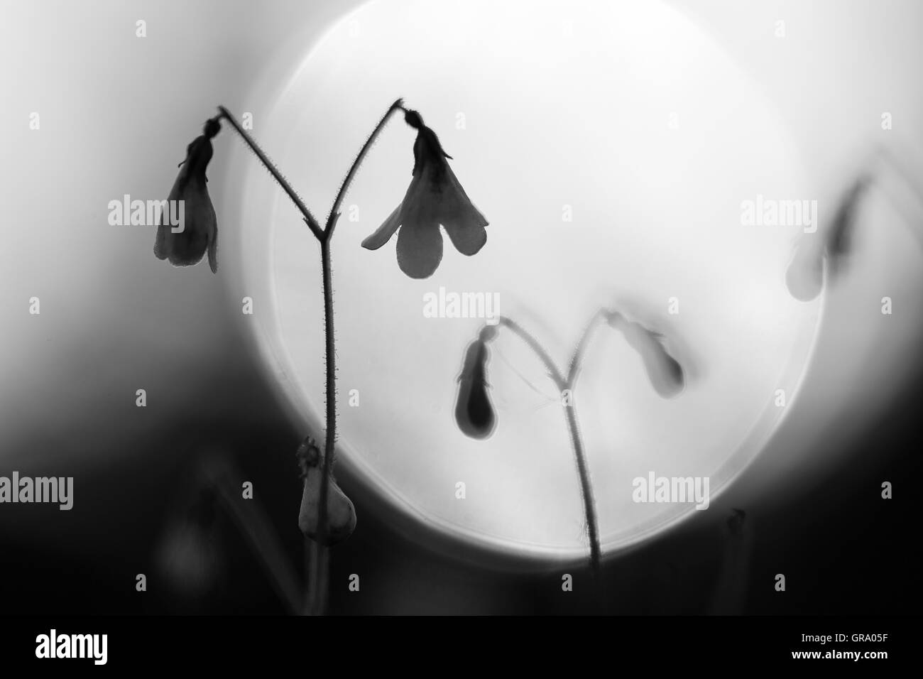 Fotografía en blanco y negro retroiluminado de Twinflower Linnaea Foto de stock