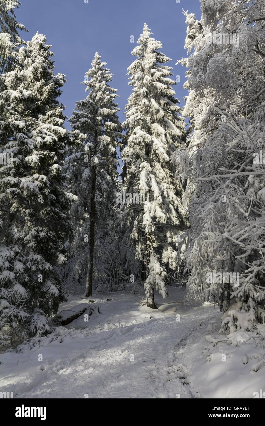 Alta picea en Sol en el bosque de invierno Foto de stock