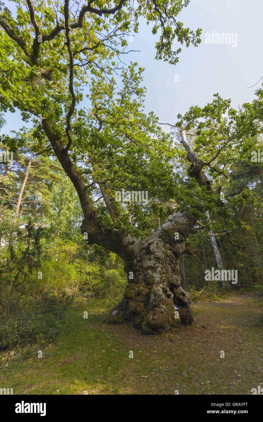 árbol troll fotografías e imágenes de alta resolución - Alamy