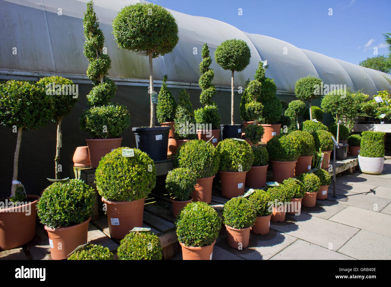 Arbustos de hoja perenne fotografías e imágenes de alta resolución - Alamy