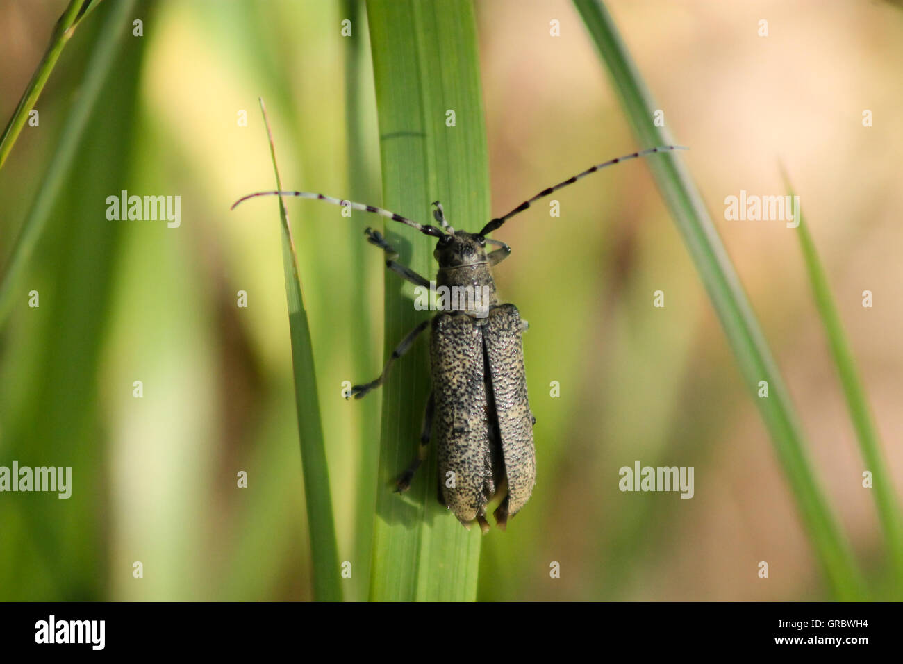 Alas de escarabajo fotografías e imágenes de alta resolución Alamy