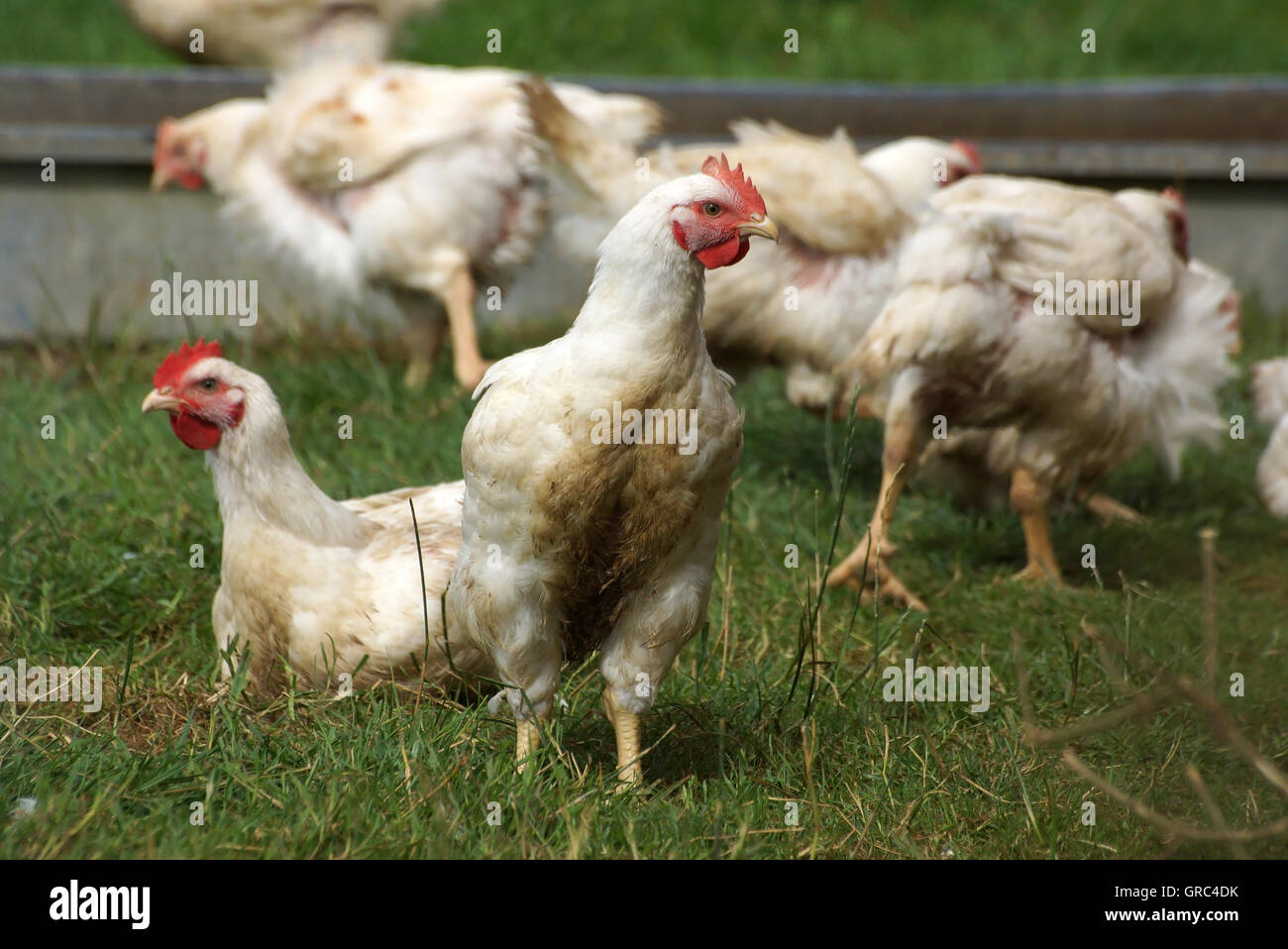 Free Range pollos orgánicos pueden vivir una vida más natural en el exterior Foto de stock