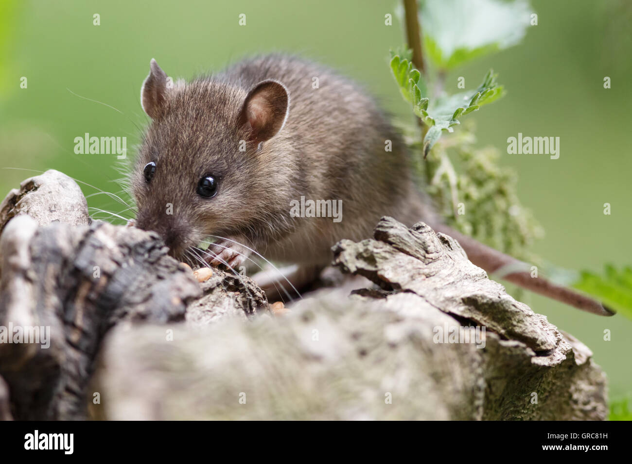 Ratón en busca de alimentos Foto de stock