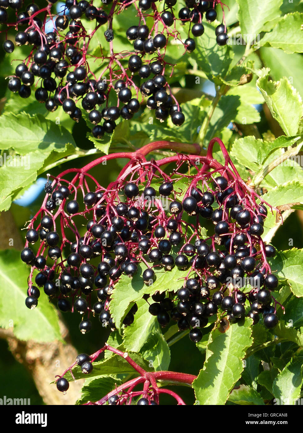 Elder, maduras, las bayas de saúco Sambucus nigra Foto de stock