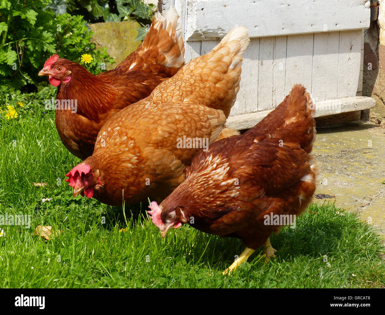 Feliz, Free Range Brown gallinas en el patio de pollo Foto de stock