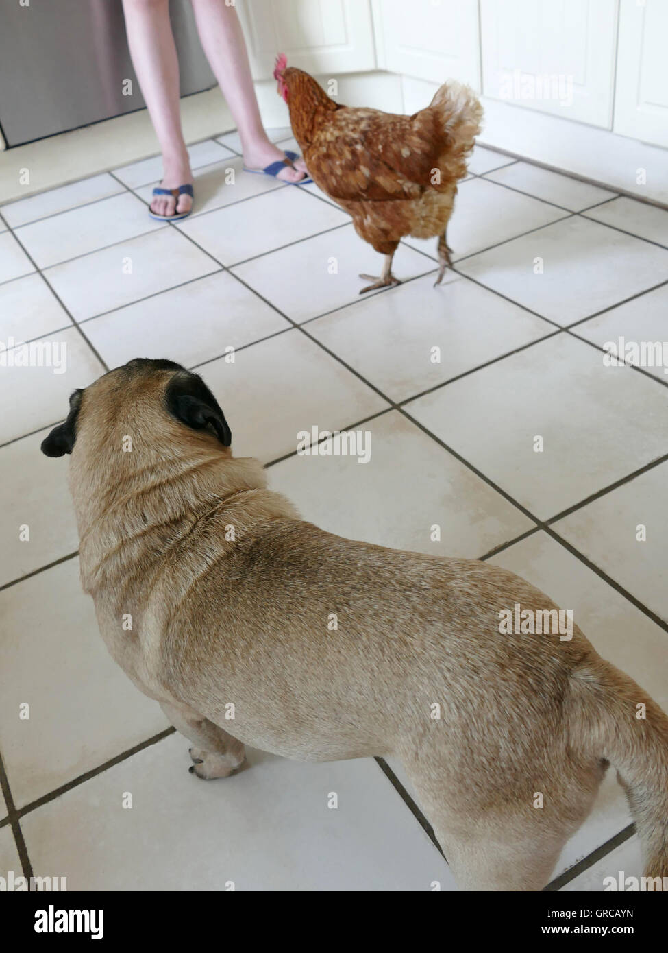 Pug beige y marrón pollo visitando juntos el país Cocina Foto de stock