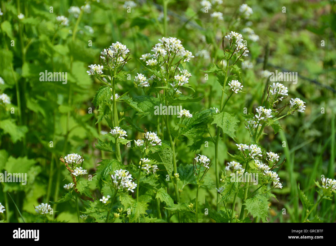 Floración Alliaria Petiolata Ajo, mostaza, Hierbas comestibles Foto de stock