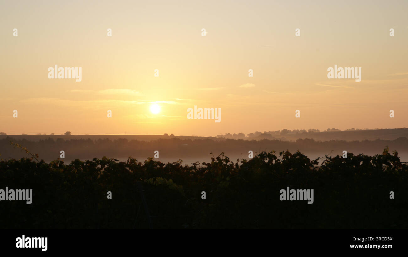 Amanecer otoñal en zona vinícola Rhinehesse Foto de stock