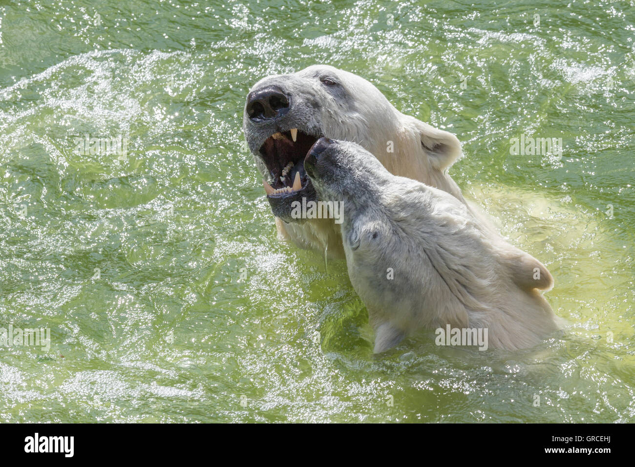 Dos Osos Polares festivamente peleando en el agua Foto de stock