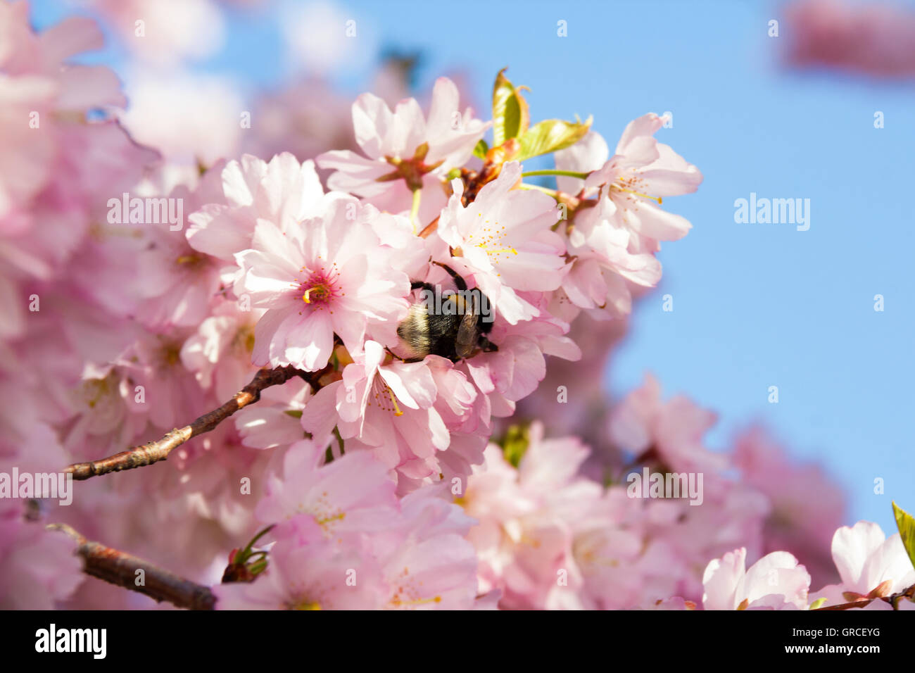 Bumble Bee en japonés los cerezos en flor Foto de stock