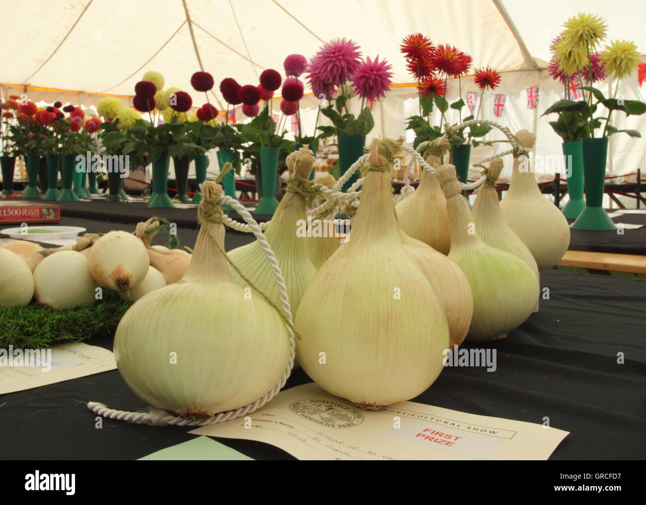 Una cadena de cebollas y su "primer premio" certificado en pantalla en inglés tradicional espectáculo horticultural ajuste, UK Foto de stock