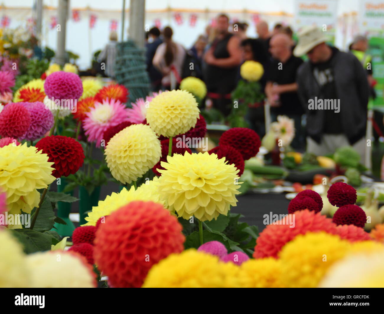 Hermosas flores en la pantalla para su examen por los jueces en un estilo tradicional inglés horticultural show - finales de agosto Foto de stock