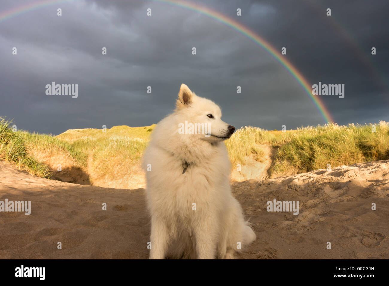 Samoyedo bajo un arco iris doble en Budle Bay, Northumberland Foto de stock