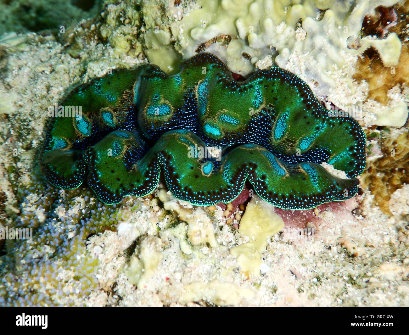 Coloridos moluscos Maxima Clam incrustadas en corales pétreos. Selayar, al sur de Sulawesi, Indonesia Foto de stock