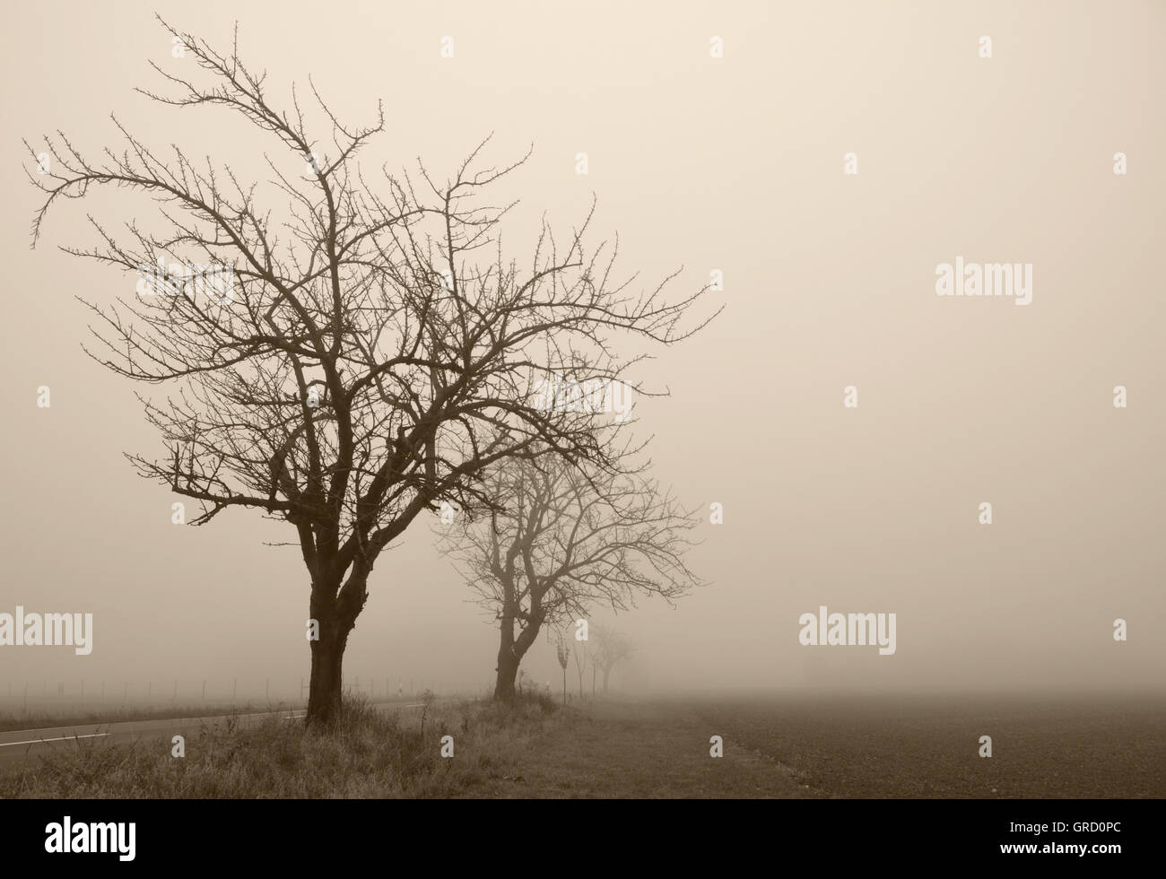 Los árboles en noviembre de niebla Foto de stock