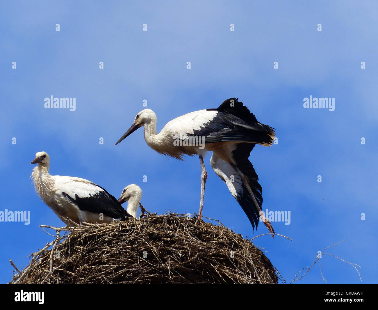Tres Cigüeñas blancas en un nido de cigüeña Foto de stock
