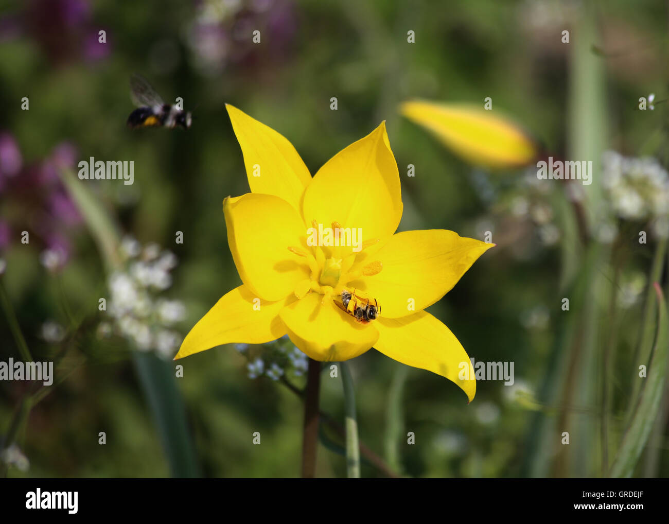 Abeja en una flor de tulipán silvestre amarillo y volando Bumblebee Foto de stock