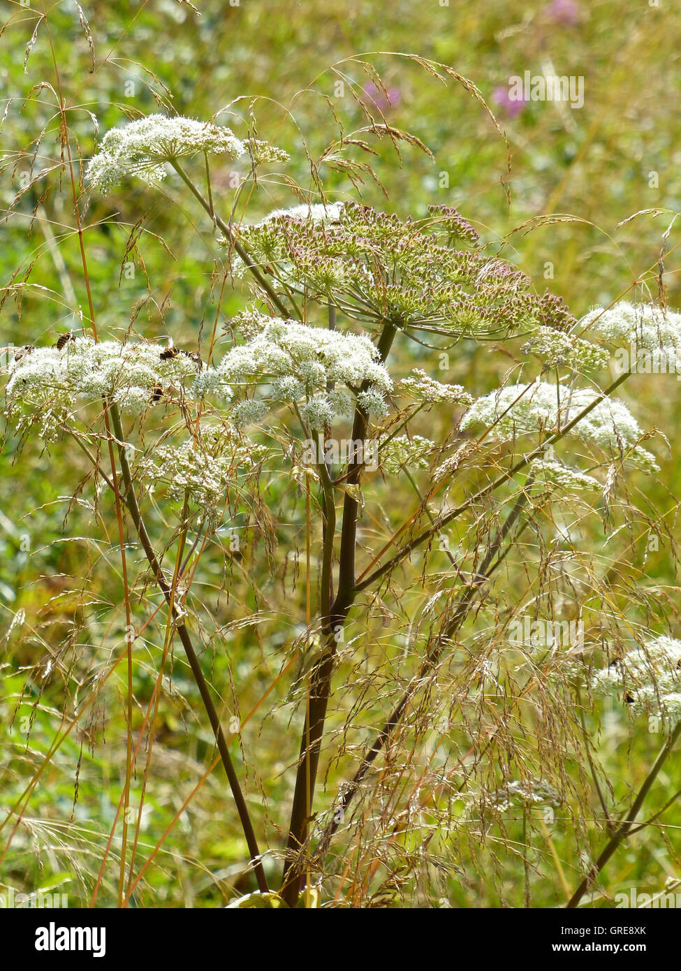 Umbellifer, Apiaceae, y diferentes hierbas en una pradera Foto de stock