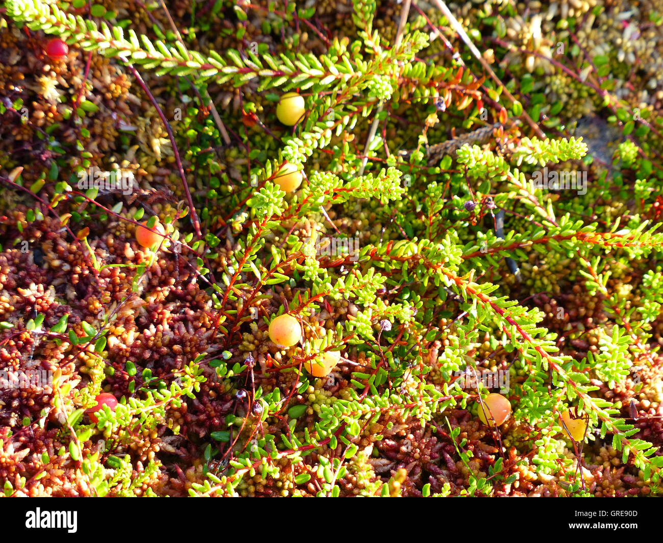 En Highmoor, Oxycoccus Fenberries Foto de stock