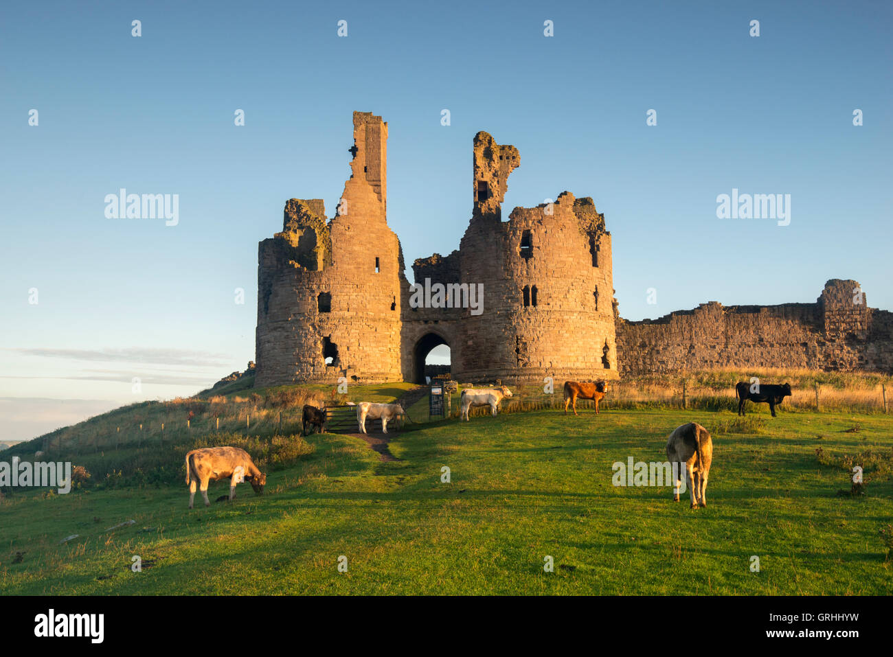 Temprano en la mañana por las ruinas del castillo de Dunstanburgh en la costa de Northumberland, Inglaterra Foto de stock