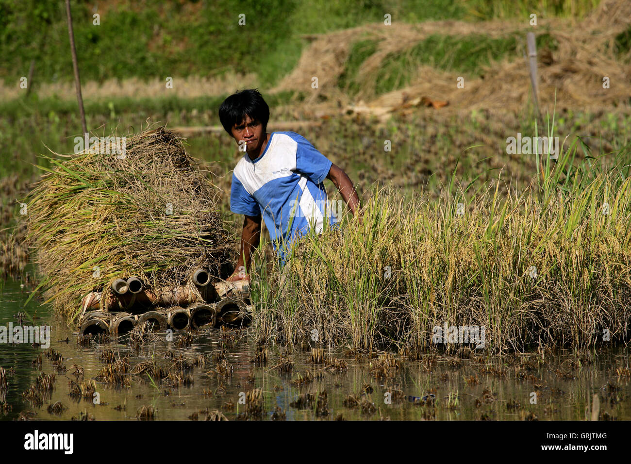 Chico en un campo de arroz, Suaya, Tierra Toraja, en el sur de Sulawesi, Indonesia Foto de stock