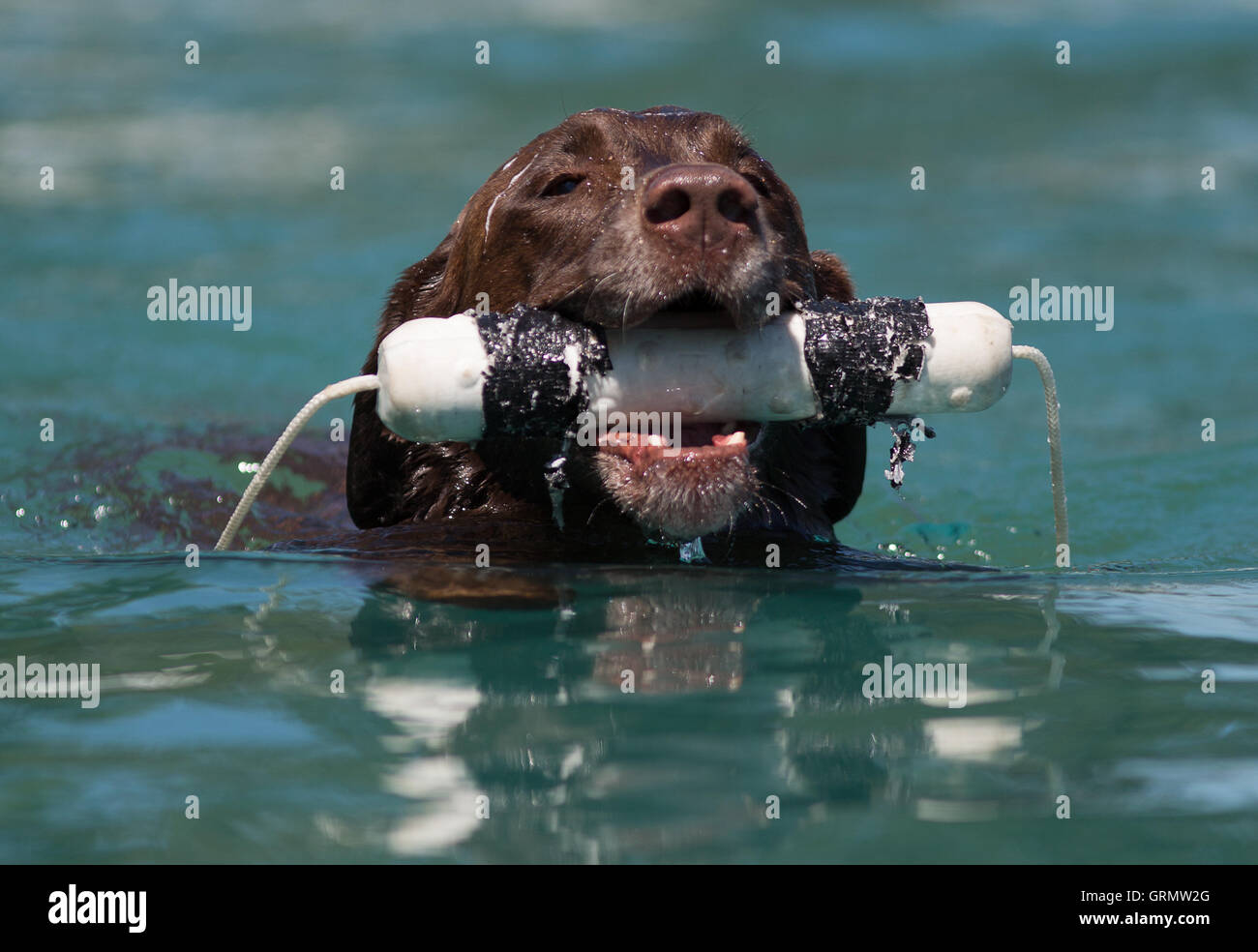 Dock perro saltando la competencia en Charleston, Carolina del Sur. Los  perros pueden saltar hasta 30 pies fuera de la base Fotografía de stock -  Alamy