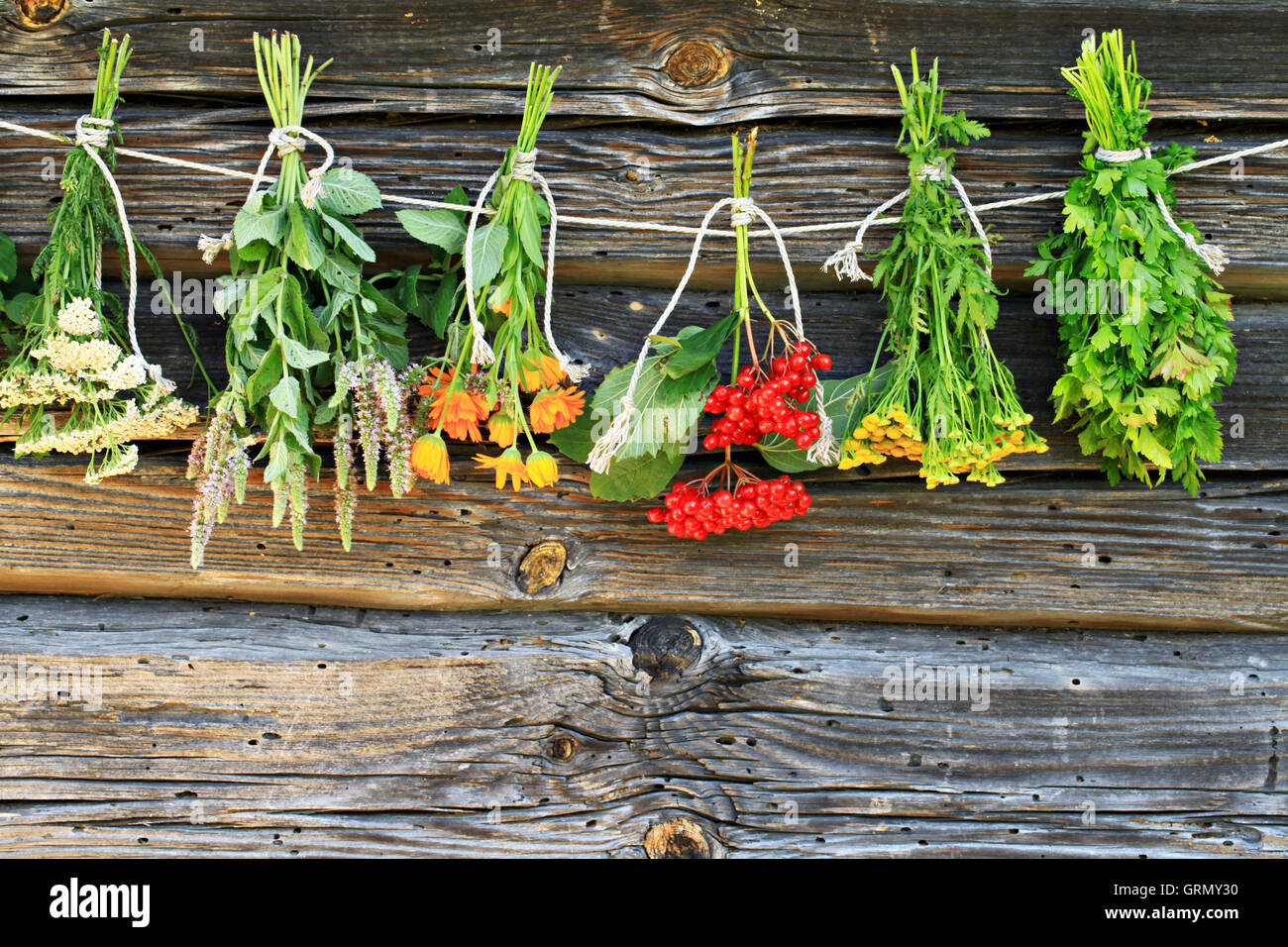 El secado de plantas medicinales Foto de stock