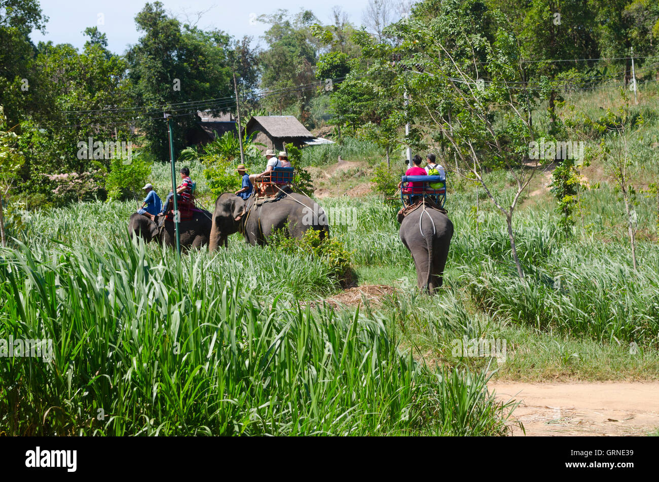 Elefante, Na Mueang, Ko Samui, distrito de Surat Thani, Tailandia Foto de stock