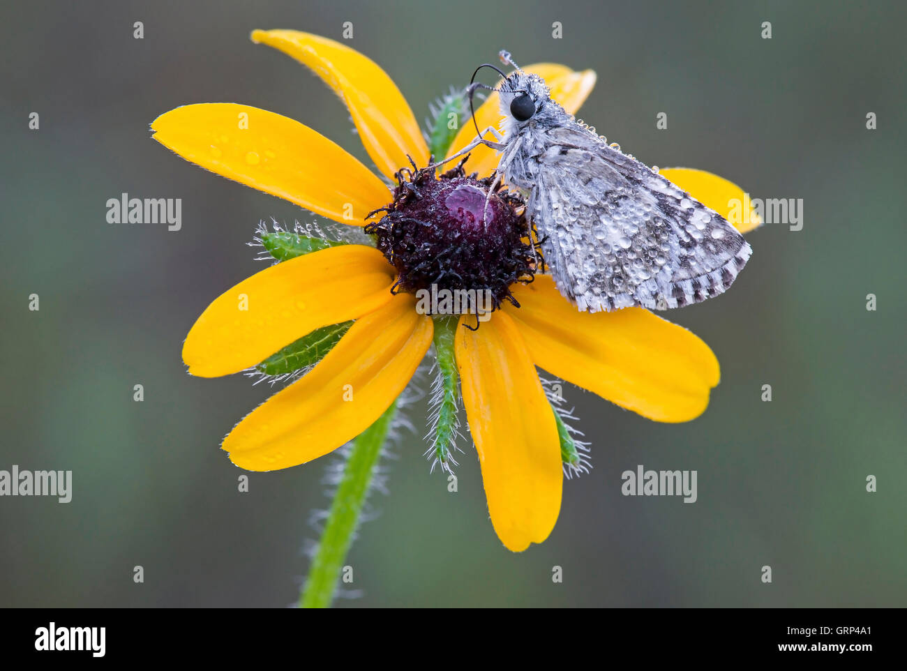 Mariposa de patrón común (Pyrgus communis) alimentándose con Susan de ojos negros (Rudbeckia hirta) E USA, por Skip Moody/Dembinsky Photo Assoc Foto de stock