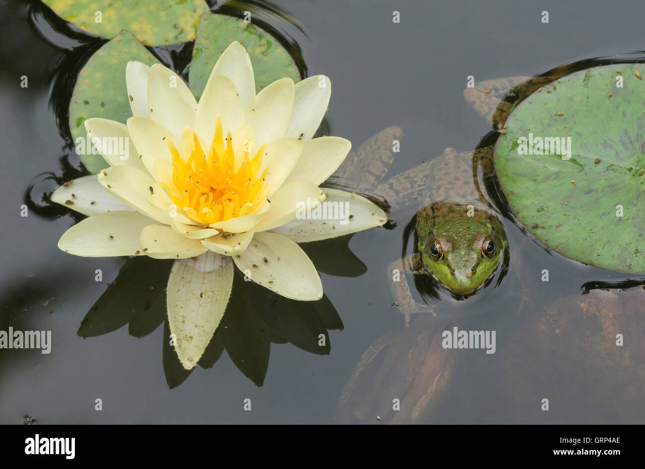 Rana Verde Rana clamitans en un estanque con agua Lilys (Nymphaea odorata) y saltadores (Collembola) Este de los EE.UU. Foto de stock