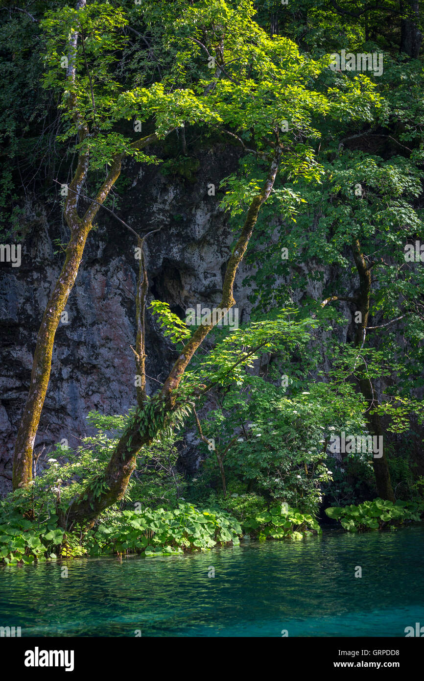El río Korana bordeado por butterburs (Parque Nacional de Los Lagos de Plitvice (Croacia). Tres especies de Petasites crecer en esa área. Foto de stock