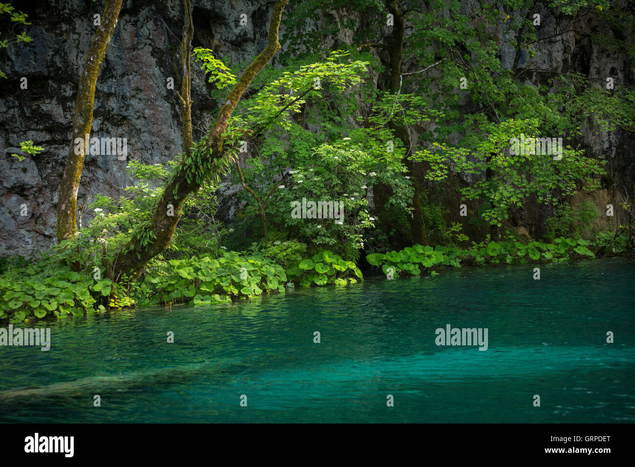 El río Korana bordeado por butterburs (Parque Nacional de Los Lagos de Plitvice (Croacia). Tres especies de Petasites crecer en esa área. Foto de stock