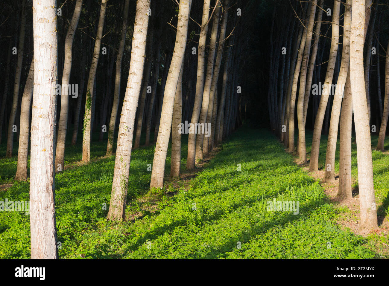 Álamos / troncos de árboles cultivados en ordenadas filas y columnas para la silvicultura / fuente sostenible de madera. Foto de stock
